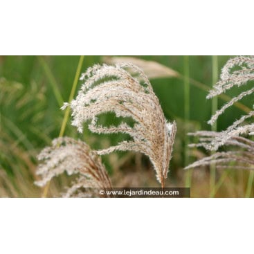 MISCANTHUS sinensis \'Kaskade\' - Roseau de Chine /  Eulalie /  Elephant Grass