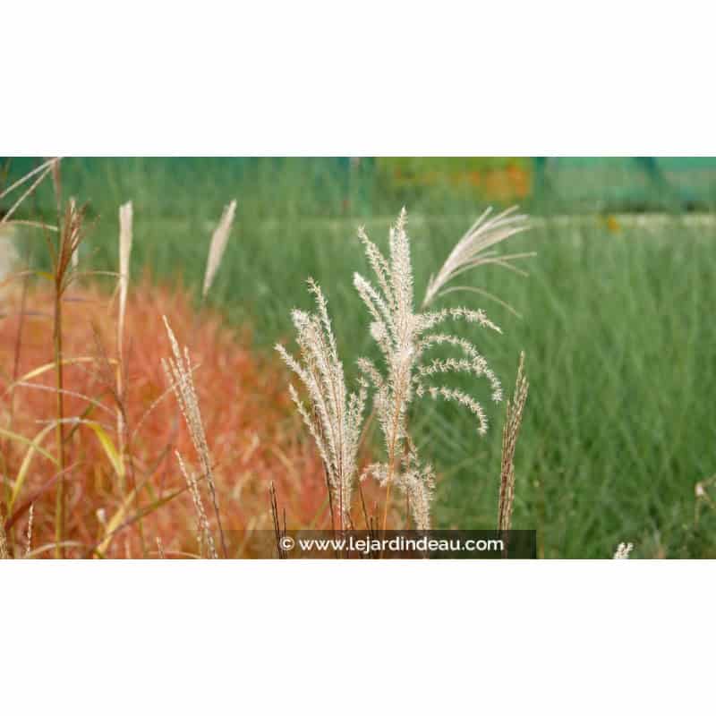 MISCANTHUS sinensis 'Krater' MISCANTHUS sinensis 'Krater'