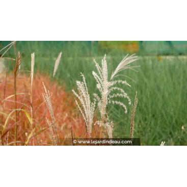 MISCANTHUS sinensis \'Krater\' - Roseau de Chine /  Eulalie /  Elephant Grass
