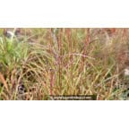 MISCANTHUS sinensis 'Pünktchen' MISCANTHUS sinensis 'Pünktchen'