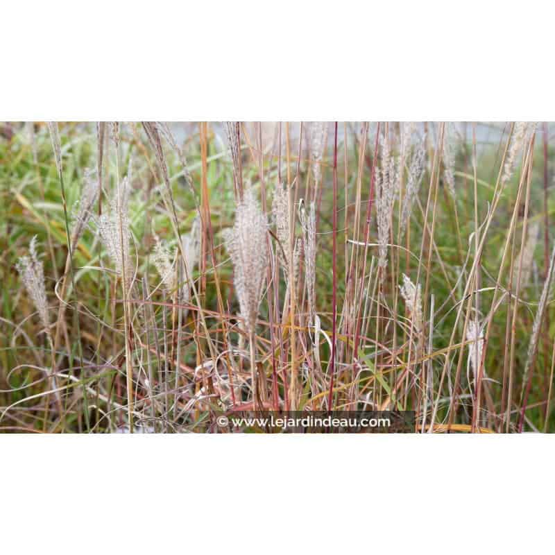 MISCANTHUS sinensis 'Richard Hansen'