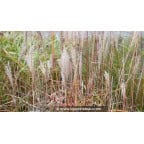 MISCANTHUS sinensis 'Richard Hansen'