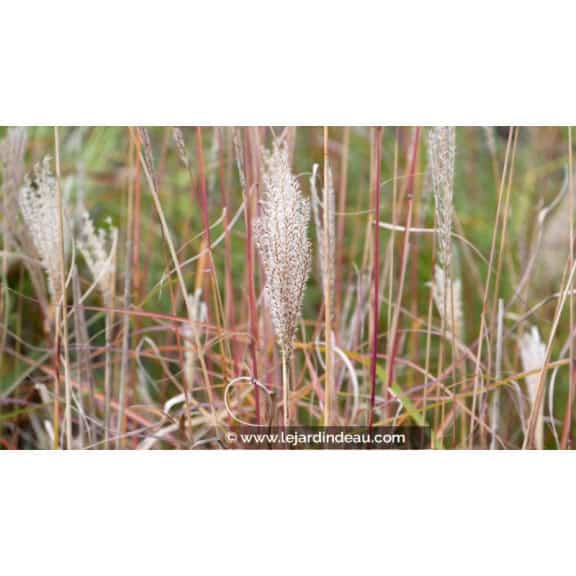 MISCANTHUS sinensis 'Richard Hansen'