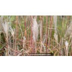 MISCANTHUS sinensis 'Richard Hansen'