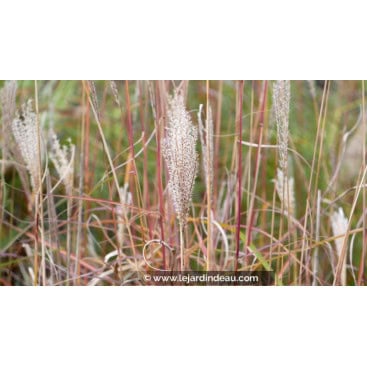 MISCANTHUS sinensis \'Richard Hansen\' - Eulalie