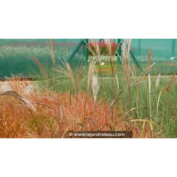MISCANTHUS sinensis 'Silberfeder'