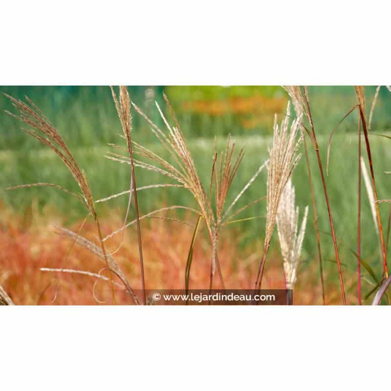 MISCANTHUS sinensis 'Silberfeder' MISCANTHUS sinensis 'Silberfeder'