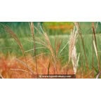 MISCANTHUS sinensis 'Silberfeder' MISCANTHUS sinensis 'Silberfeder'