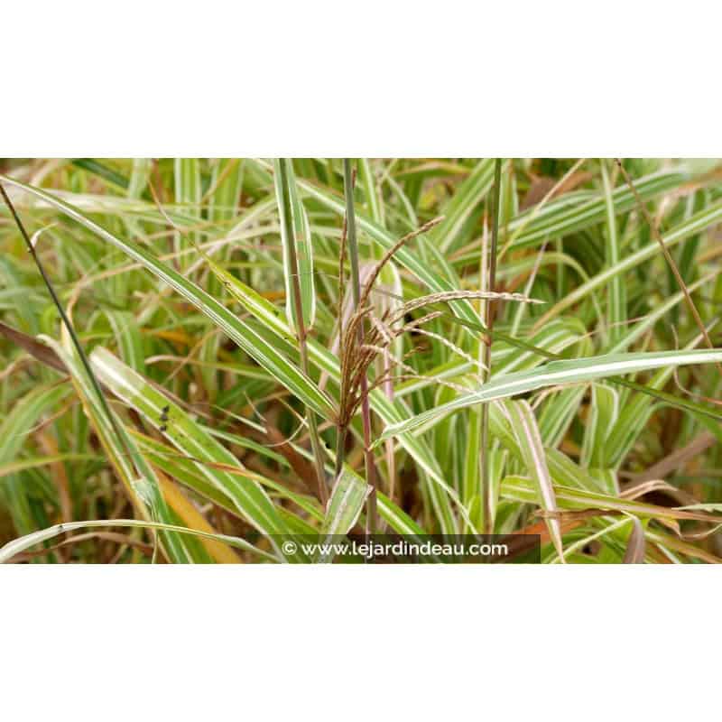 MISCANTHUS sinensis var. condensatus 'Cosmopolitan'