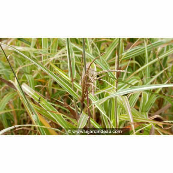 MISCANTHUS sinensis var. condensatus 'Cosmopolitan'