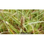 MISCANTHUS sinensis var. condensatus 'Cosmopolitan'