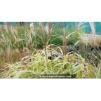 MISCANTHUS sinensis var. condensatus 'Cosmopolitan'