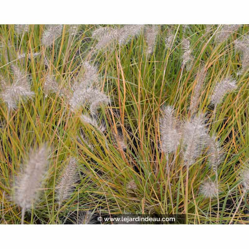 PENNISETUM alopecuroides 'Hameln' PENNISETUM alopecuroides 'Hameln'
