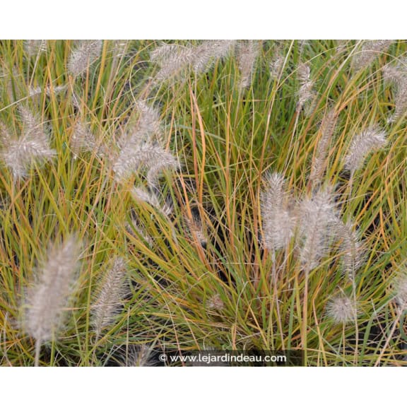 PENNISETUM alopecuroides 'Hameln'