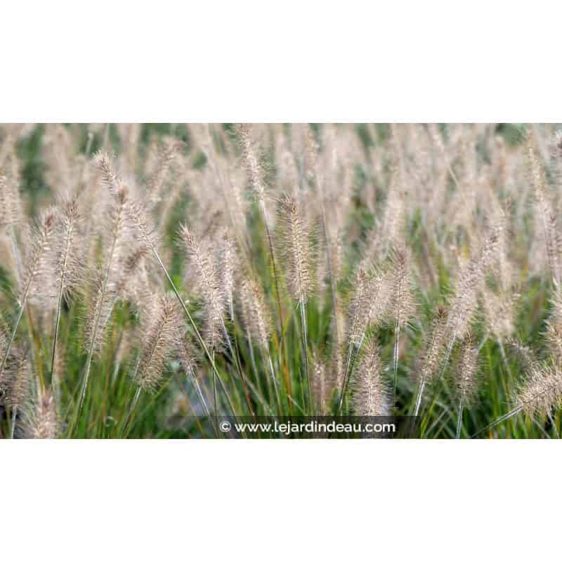 PENNISETUM alopecuroides 'Hameln' PENNISETUM alopecuroides 'Hameln'