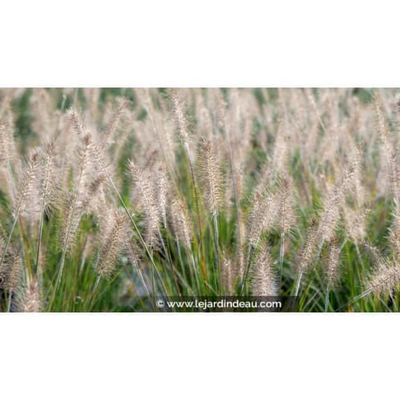 PENNISETUM alopecuroides 'Hameln'