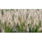 PENNISETUM alopecuroides 'Hameln' PENNISETUM alopecuroides 'Hameln'