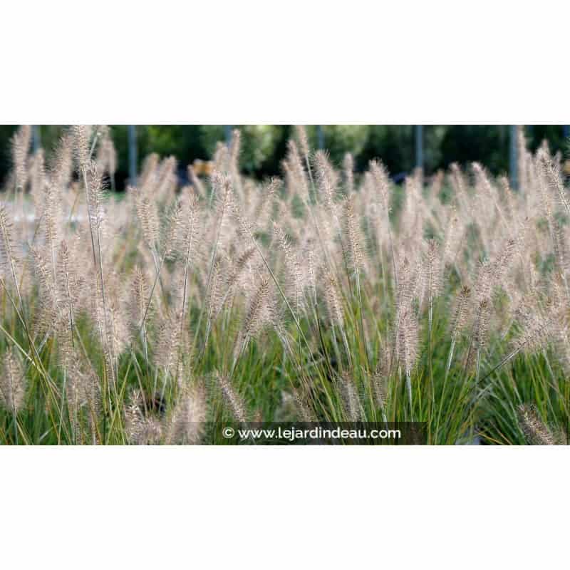 PENNISETUM alopecuroides 'Hameln' PENNISETUM alopecuroides 'Hameln'