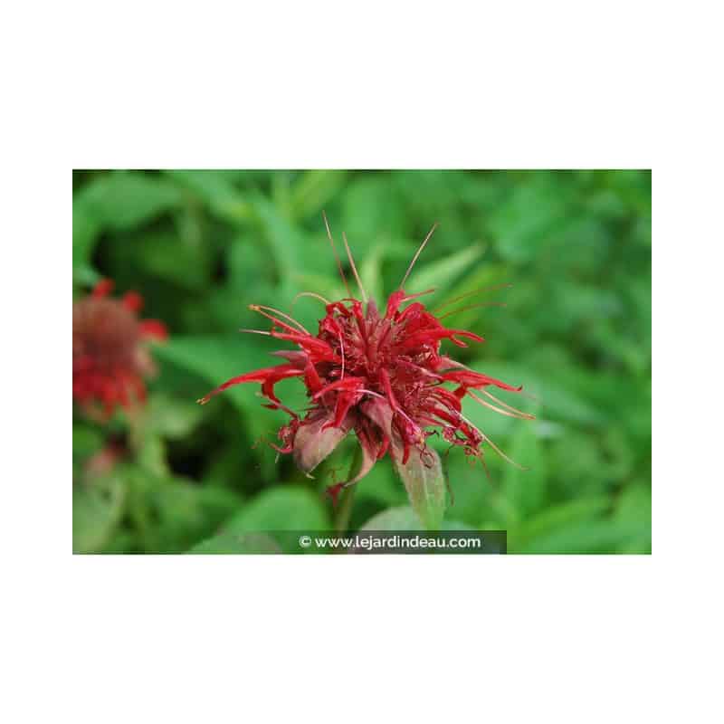 MONARDA 'Cambridge Scarlet' MONARDA 'Cambridge Scarlet'