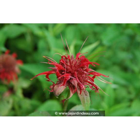 MONARDA 'Cambridge Scarlet'