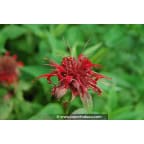 MONARDA 'Cambridge Scarlet' MONARDA 'Cambridge Scarlet'