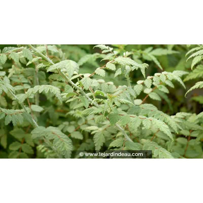 RUBUS thibenatus 'Silver Fern' RUBUS thibenatus 'Silver Fern'