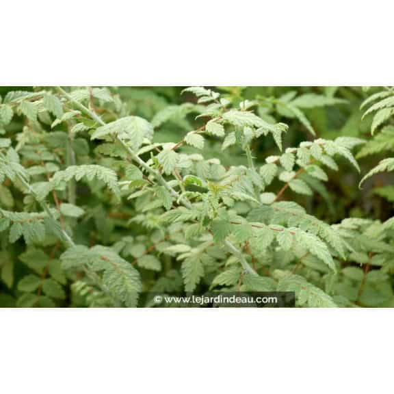 RUBUS thibenatus 'Silver Fern'