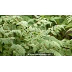RUBUS thibenatus 'Silver Fern' RUBUS thibenatus 'Silver Fern'