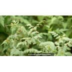 RUBUS thibenatus 'Silver Fern' RUBUS thibenatus 'Silver Fern'