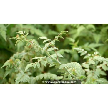 RUBUS thibenatus \'Silver Fern\' - Ronce d\'ornement tibétaine