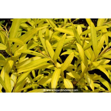 SALIX udensis \'Golden Sunshine\' - Saule doré