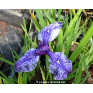 IRIS ensata - Iris du Japon