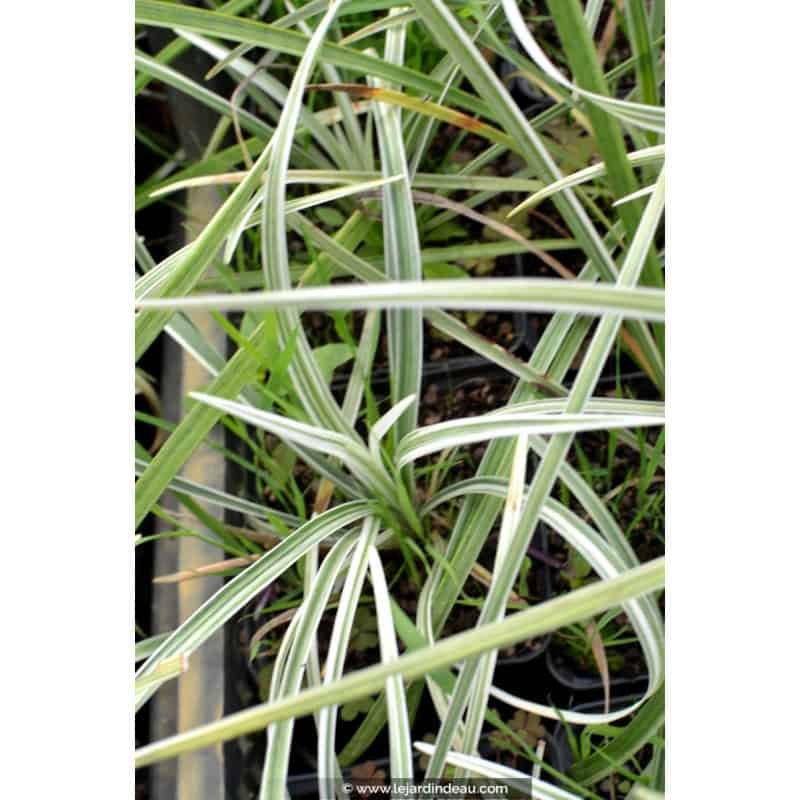 LIRIOPE muscari 'Variegata' LIRIOPE muscari 'Variegata'