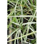LIRIOPE muscari 'Variegata' LIRIOPE muscari 'Variegata'