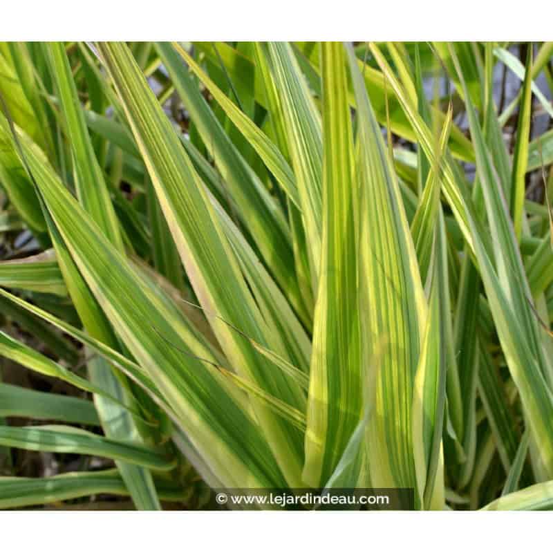 ARUNDO donax var. versicolor ARUNDO donax var. versicolor
