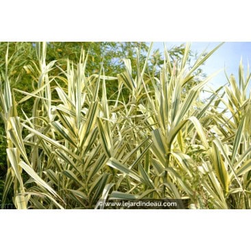 ARUNDO donax var. versicolor - Canne de provence \'Variegata\'