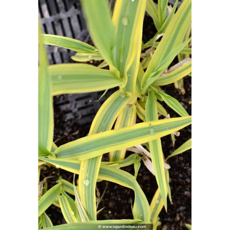 ARUNDO donax 'Aureovariegata' ARUNDO donax 'Aureovariegata'