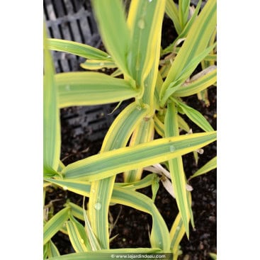 ARUNDO donax \'Aureovariegata\' - Canne de provence \'Aureovariegata\'