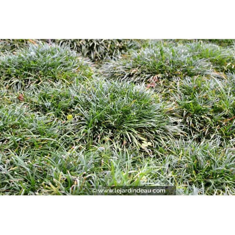 OPHIOPOGON japonicus 'Minor' OPHIOPOGON japonicus 'Minor'