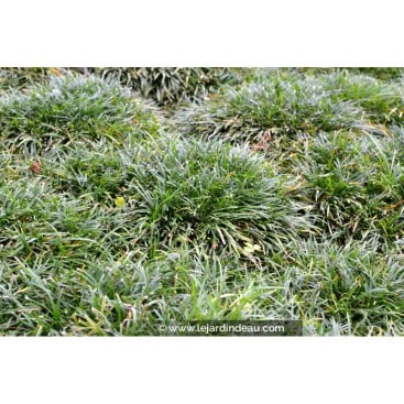 OPHIOPOGON japonicus \'Minor\' - Muguet du Japon / Mondo Grass / Muget du japon / Barbe de serpent / Herbe aux turquoise