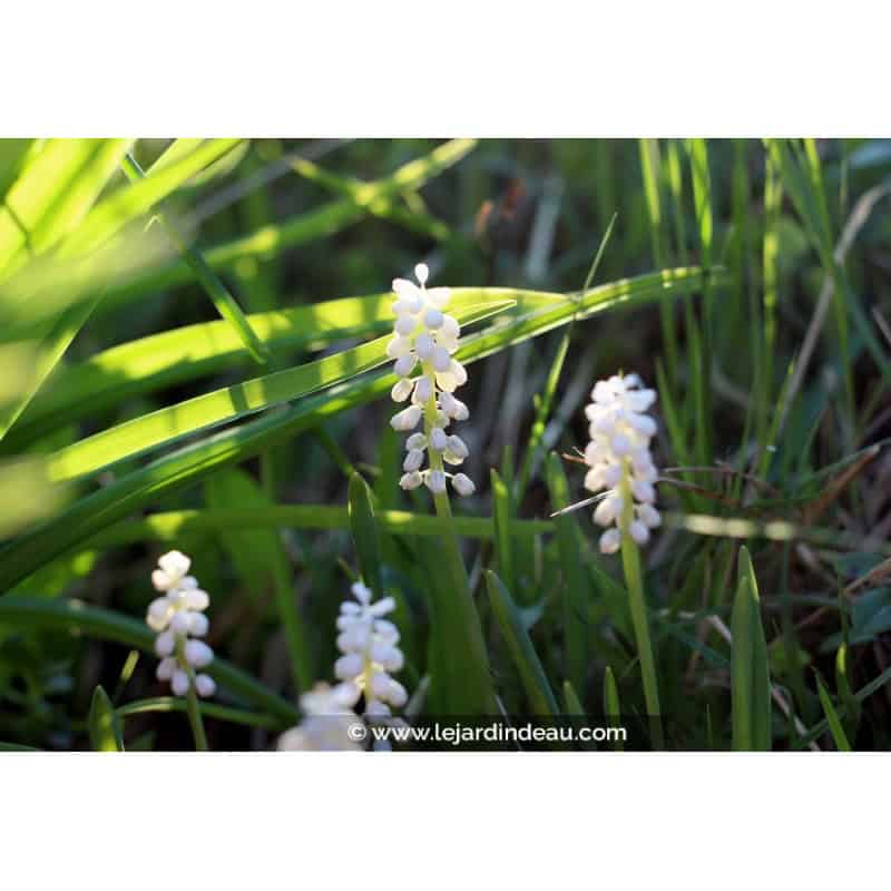 LIRIOPE muscari 'Monroe White' LIRIOPE muscari 'Monroe White'