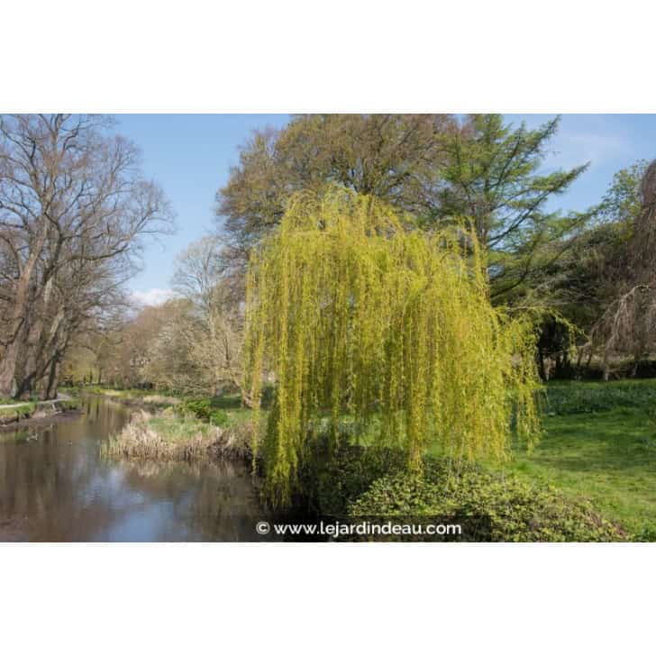 SALIX babylonica
