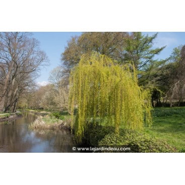 SALIX babylonica - Saule pleureur