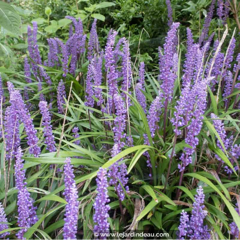 LIRIOPE muscari 'Big Blue' LIRIOPE muscari 'Big Blue'