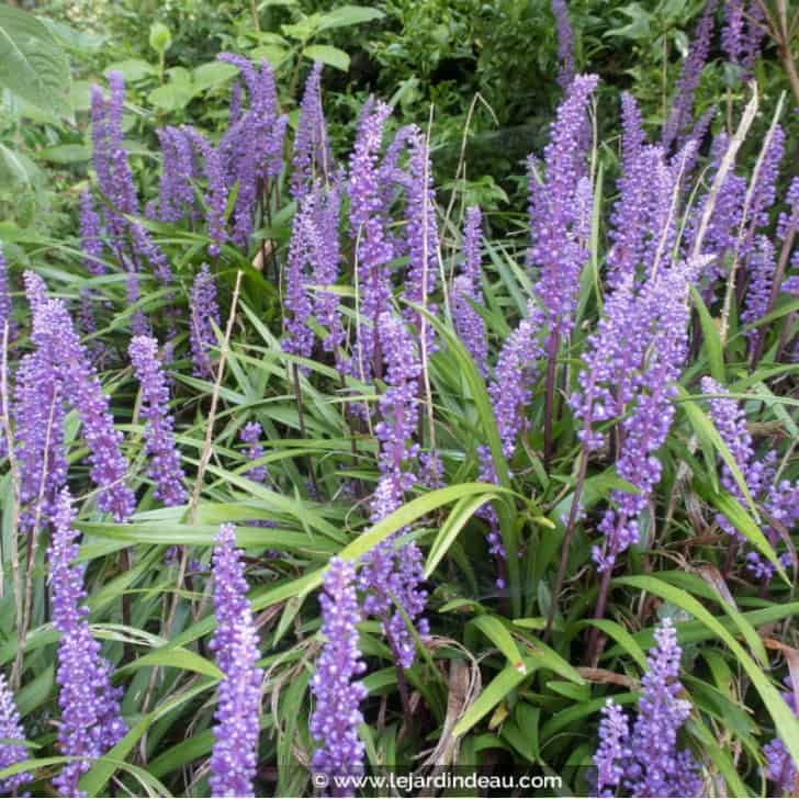 LIRIOPE muscari 'Big Blue'