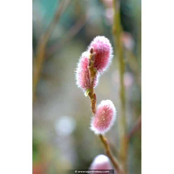 SALIX chaenomeloides 'Mount Aso'