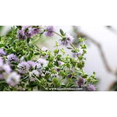 MENTHA pulegium - Menthe pouillot