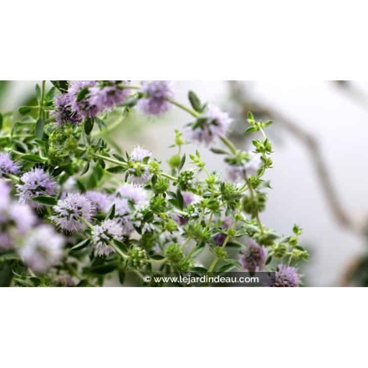 MENTHA pulegium