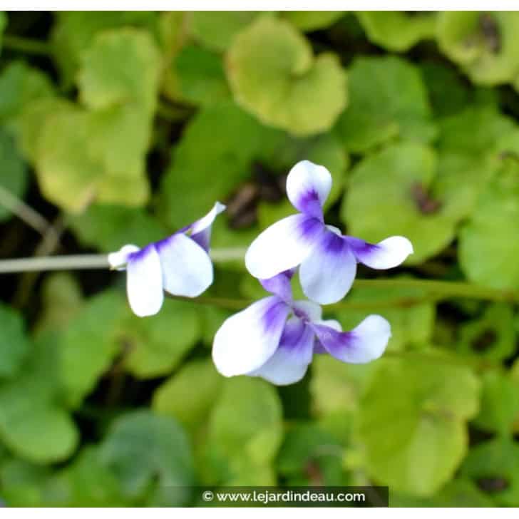 VIOLA hederacea