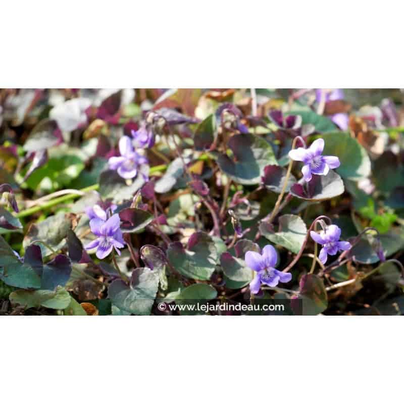 VIOLA labradorica VIOLA labradorica
